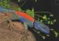 Preview: Lizards of Mexico
